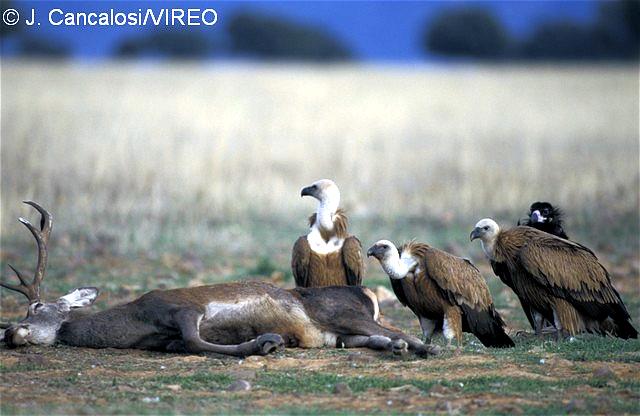 Griffon Vulture c26-16-020.jpg